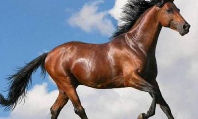 属马的人碰到牛年好不好（属马属牛结婚会短命）