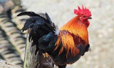 81年2月9日属鸡什么婚姻命（81年属鸡是什么八字）