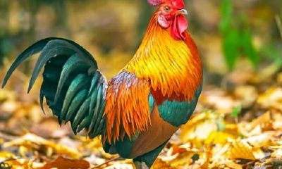 为什么93年的鸡姻缘来得晚（九三年属鸡的婚姻什么时候来）