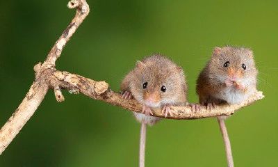 属鼠和属的婚姻怎么样（夫妻属鼠的婚姻会怎么样）