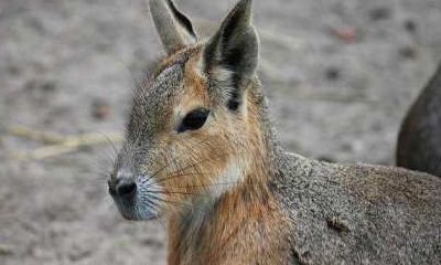 属兔的后代如何（属兔人的后半生命运）