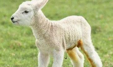 79年属羊人2023年婚姻（属羊女人的命运与婚姻）