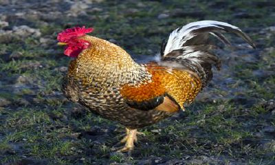 属虎今日出门运势查询（请问属虎的今天的运气怎么样）