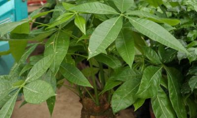 招财树冬天会不会冻死（招财树喜欢什么样的环境）