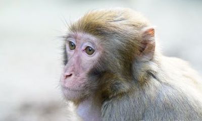 1980年11月出生的属猴人（1980年属猴十一月生运势）