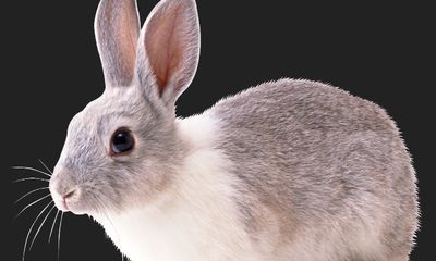 2023年生肖号码是哪几个（生肖年份2023）