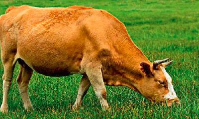 梦见牛有什么征兆（梦见几头牛是什么意思）