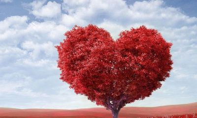 粉丝本命是什么意思啊（本命是什么意思）