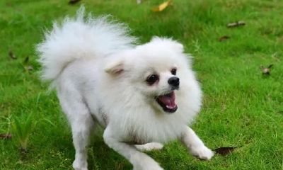 1994属狗女婚姻在哪个方位（1994年属狗人姻缘方向）