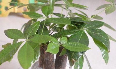 招财树怎么栽培嫁接（招财树的寓意）