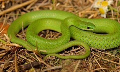 梦见两条蛇怎么回事（梦见两条蛇追我想咬我）