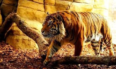 梦见老虎周公解梦（已婚女人梦见老虎是什么预兆）