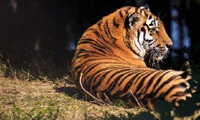 属虎的辰时出生（属虎辰时出生的男孩命运）