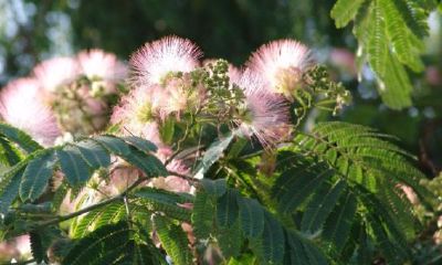 给树起名字代表爱情（1969年鸡女性2023年下半年财运气）
