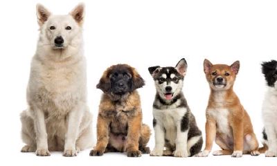 生肖狗出生时辰及运势（70年属狗的运程）