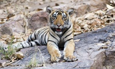 生肖牛运势2023年运程（2023年属牛的感情婚姻运势）