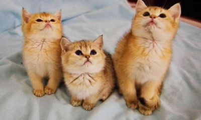 招财的猫有哪些（哪些猫招财效果好）