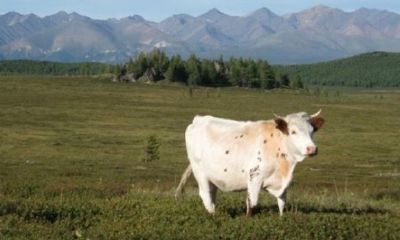 日历今天是什么生肖相冲（12生肖相冲相克图）