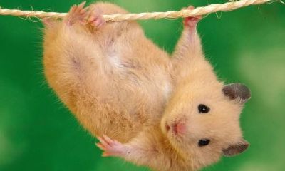 属鼠人的运势和婚姻（84年属鼠姻缘）