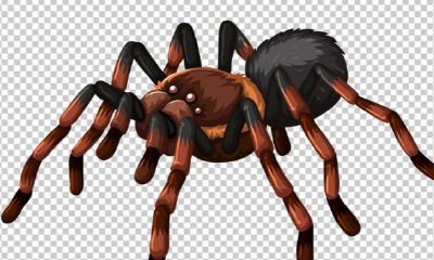 周公解梦梦见大蜘蛛爬到自己身上来了（招财四个字名字）