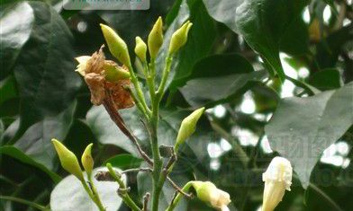 多肉植物招财手是怎么种植的（植物招财手的养护）