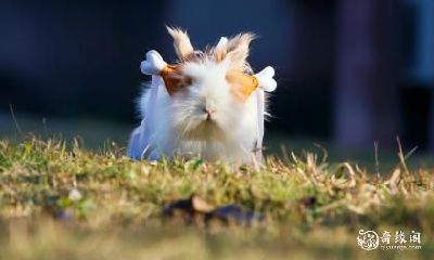 住在11楼，对于99年属兔的人来说是否适宜居住？如何解决居住楼层的问题？