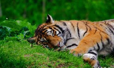 居住顺风顺水，98年属虎的人最宜于居住在几楼呢？