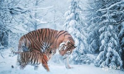 98年生肖属虎的人，住在东户还是西户更有利？这里为您详细解析吉利楼层！