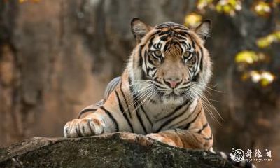 属虎人居住楼层的选择：以不同年份生肖虎为例，是否适合在16楼居住？