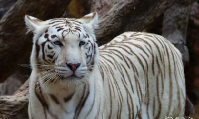 98年属虎的人应避免选住哪一层楼的房子？