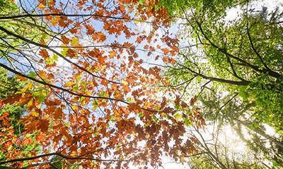 2023年农历七月黄道吉日详细解析：如何在黄道吉日进行吉祥物开业？