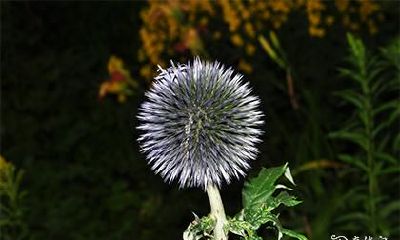 2023年农历六月中的黄道吉日日期，是哪一天？