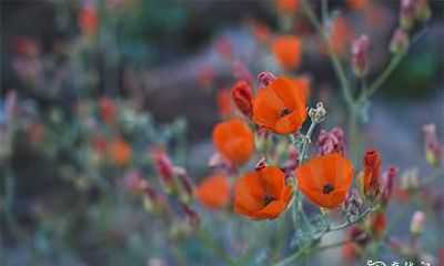 如何在2023年农历十二月确定破日和凶日的查询方法？