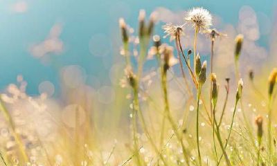 探究风水学的方法，如何利用小技巧催旺桃花、稳定恋情？