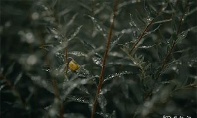 2023年农历九月凶日破日查询：如何确定日子的吉凶，预测运势的精准度有多高？