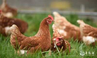 属鸡人最佳居住楼层，相信能够为其带来好运与贵人相助