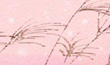 深度剖析丈母娘为何钟情于射手男的特质和原因是什么？