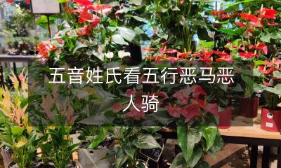 五音姓氏以五行之法解析：恶马恶人骑，传奇之谜深层揭秘