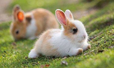 1999年农历属兔的宝宝最佳出生时间应该是哪个月份呢？