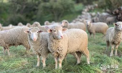 属羊人在住房风水中，如何选择最佳朝向和楼层？以1991年属羊人为例，其理想的房屋朝向是什么？而对于不同年份出生的属羊人，又应该如何选择最佳的楼层，以达到最佳的居住环境？