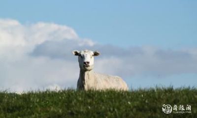 关于属羊人购房的风水禁忌，住东户还是西户更为吉利？——如何根据属相选择房屋风水布局？