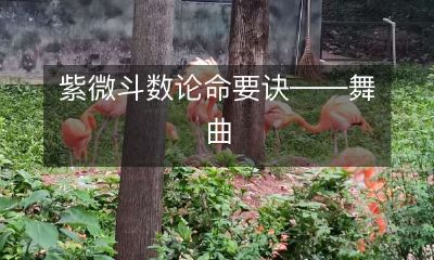 舞曲中的紫微斗数论命要诀：探寻命运趋势的秘密！