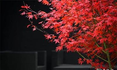 深入探究身宫庚寅在八字命理中的含义，是否庚寅出现在八字中会对寿命产生影响？