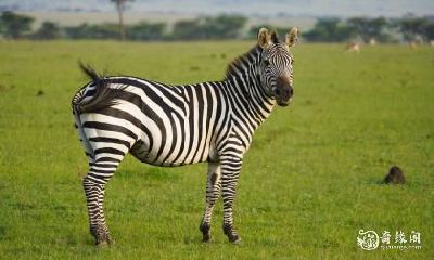 买房须知：90年属马的人应避免住在特定楼层，探究属马者在房屋层数选择上的禁忌