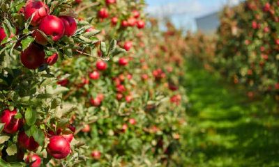 凭借天生的自信和缜密的规划，能够毫无困难地应对任何挑战的星座