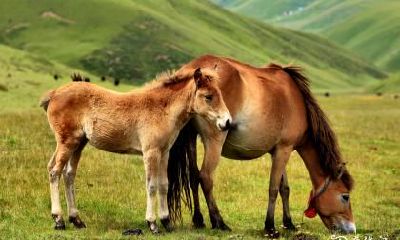 九十年出生的属马之人，是否适合在四楼购房？关于生肖马的房屋购买禁忌需了解