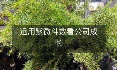 如何通过紫微斗数预测公司发展趋势，从而实现企业的长期成长？