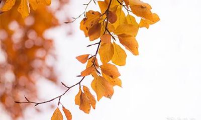 本命年感冒：探究本命年的大忌，小心谨防因不慎而招惹厄运！