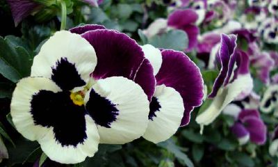 哪些星座过度自信会在职场上失去警惕性，缺乏危机感？