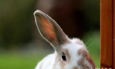 87兔与88龙之间的婚配：探讨宝宝的遗传可能性及影响—— 通过分析88年龙与87年兔之间的配对后代，了解生育宝宝在基因和特性方面可能产生的影响